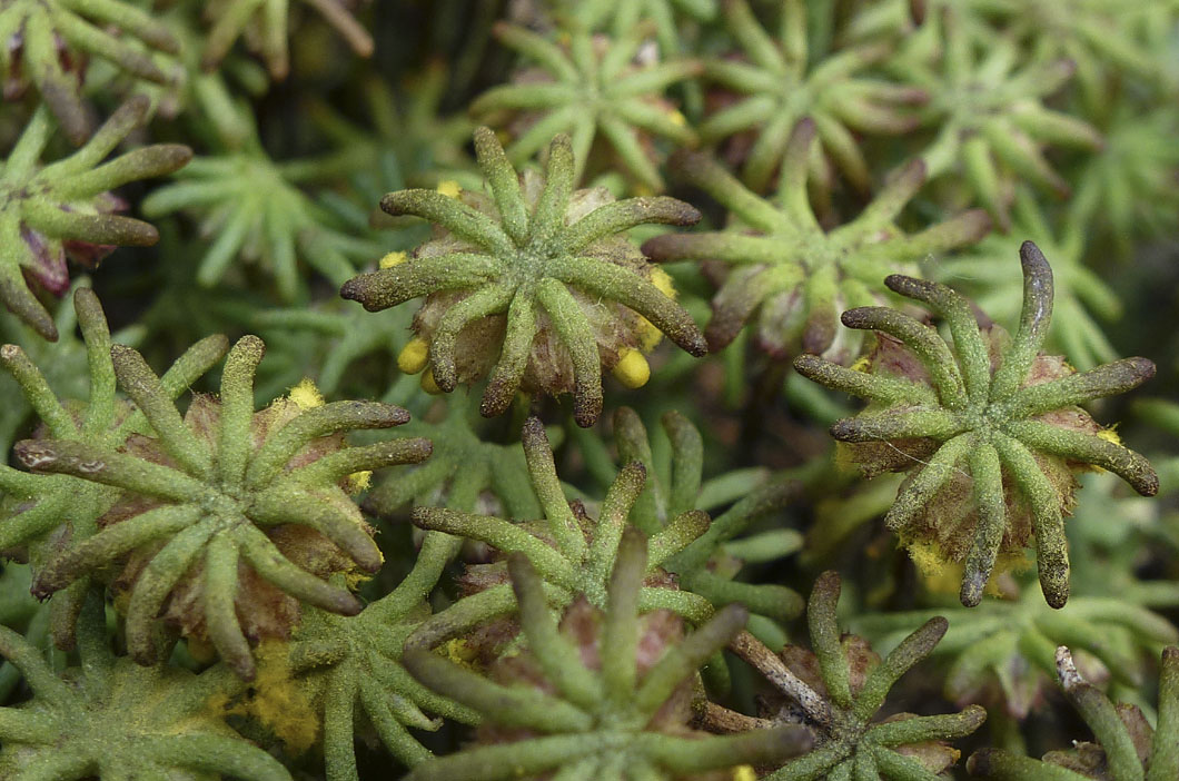 Marchantia polymorpha